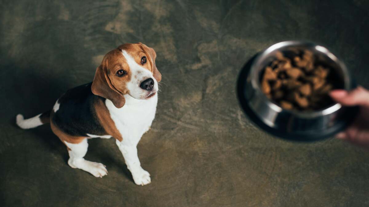 犬のフードボウルをどれくらいの頻度で洗う必要があるか