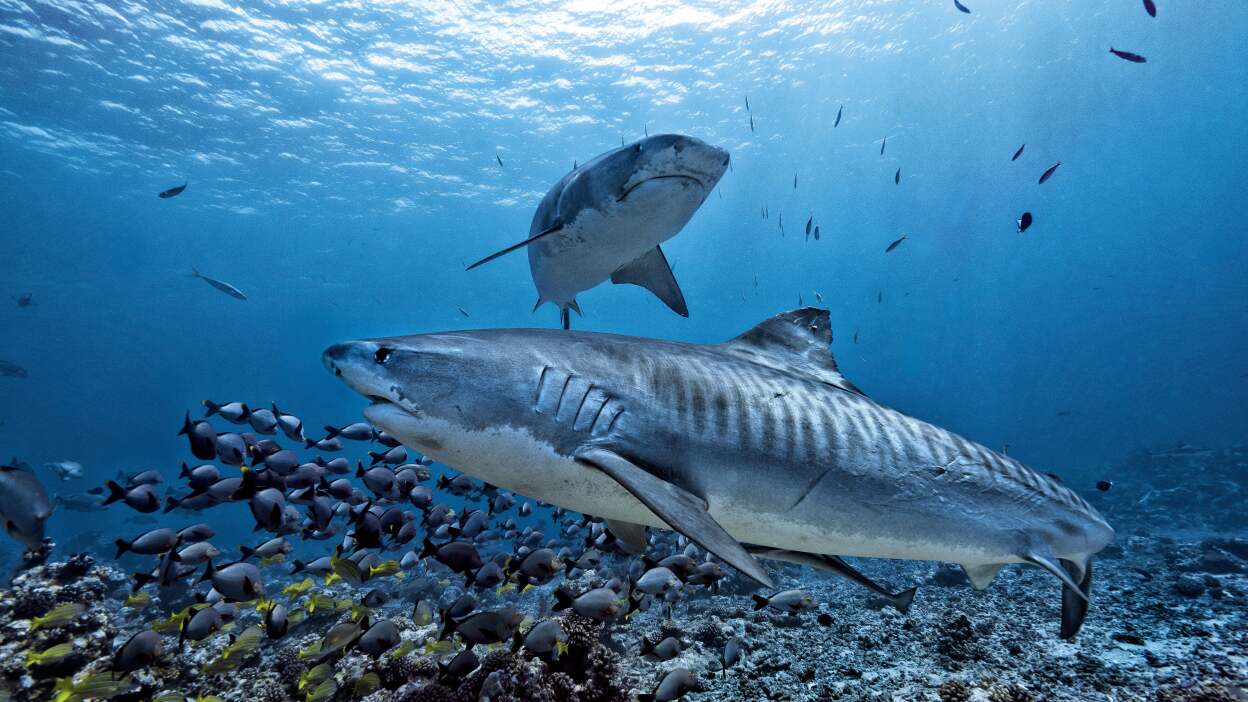Don’t be afraid of sharks...