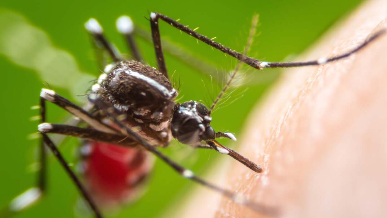 ...be afraid of dogs and mosquitos.