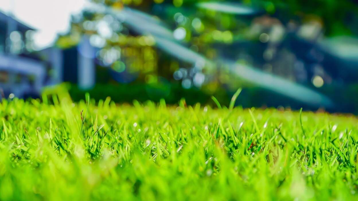 Determine what type of grass you have