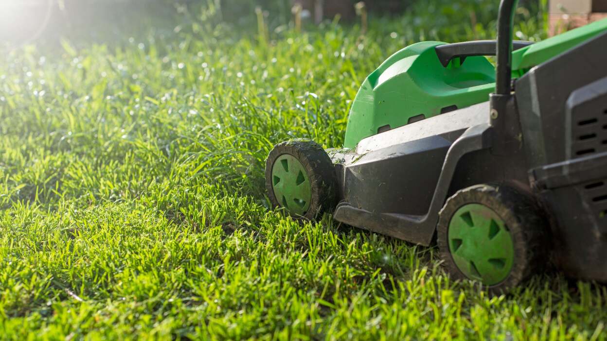 Cut grass higher to give the blades more sun