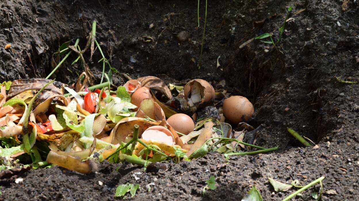 Natural fertilizers feed your lawn’s big appetite