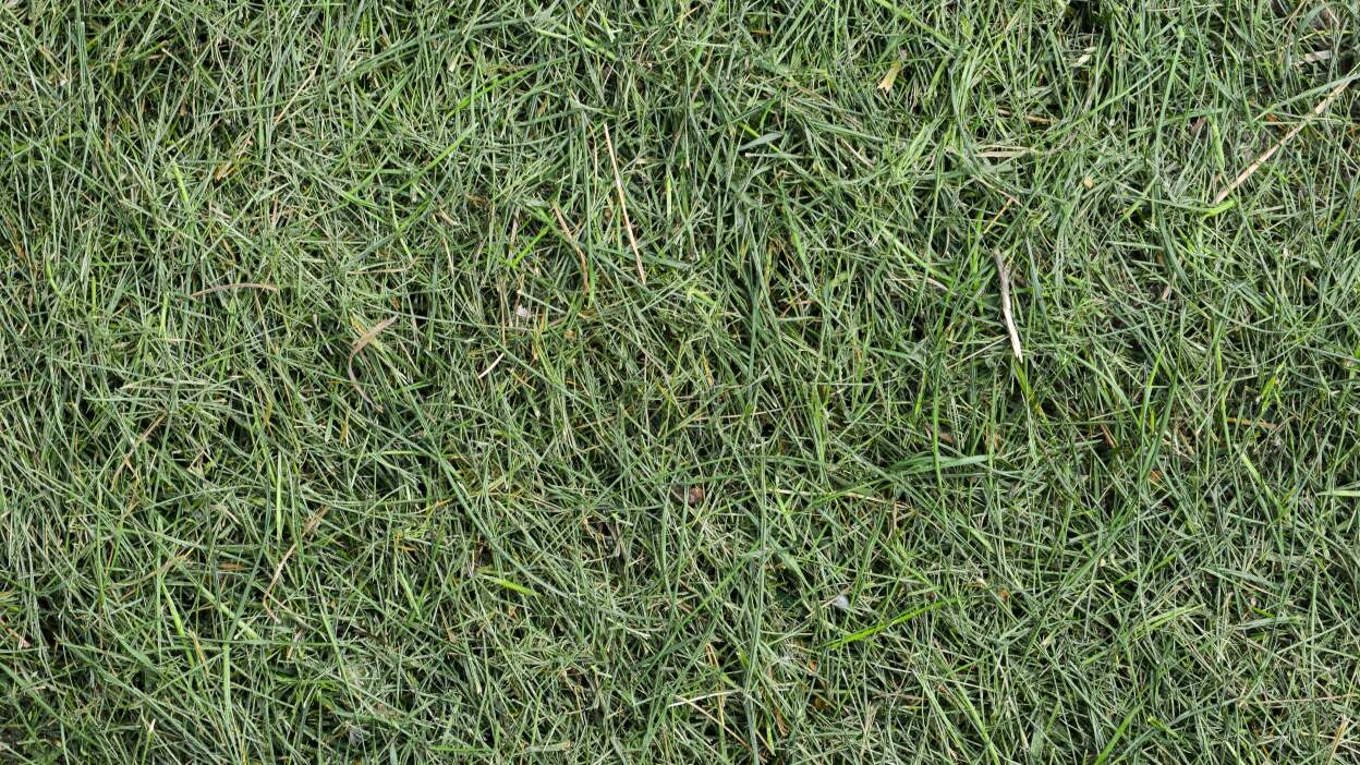 Grasscycle your lawn to enhance growth