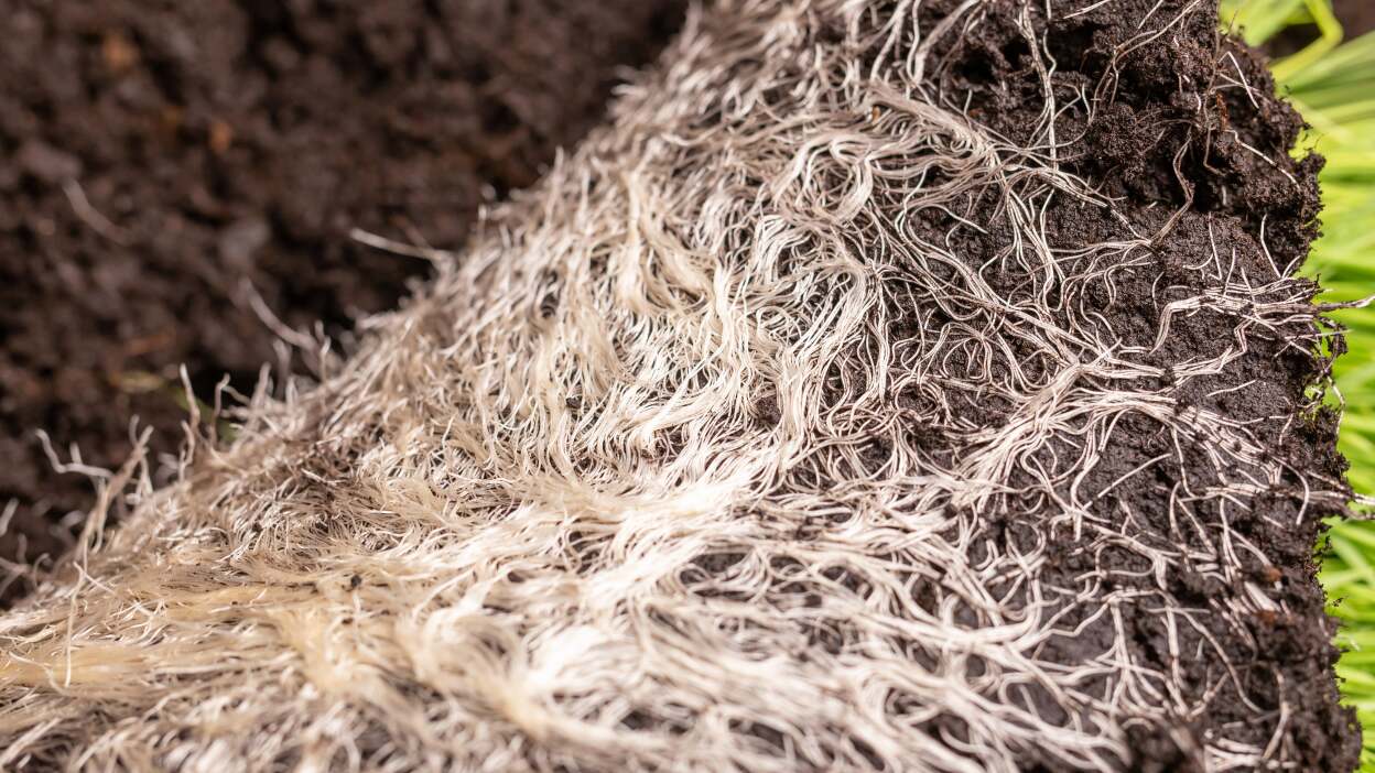 Use mycorrhizal root builder to expand root depth