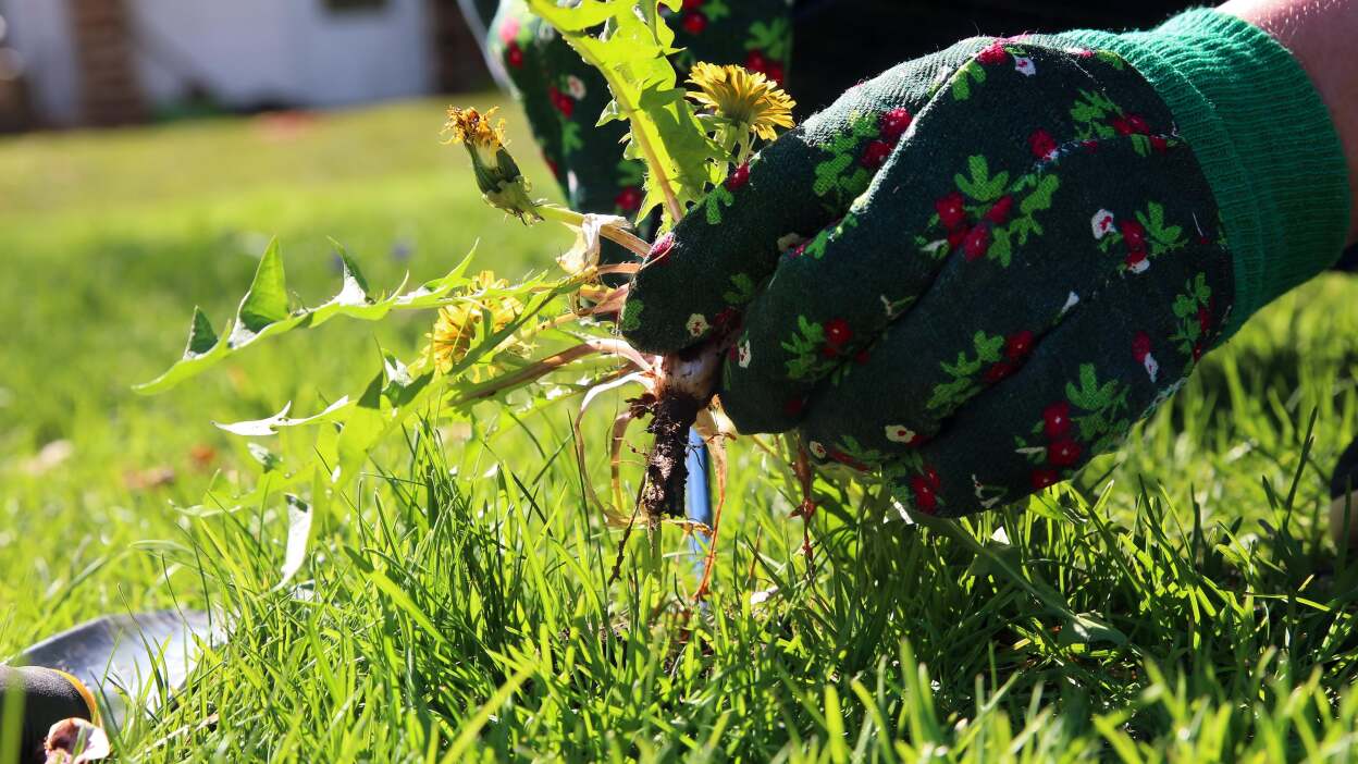 Remove weeds to keep your grass well-nourished